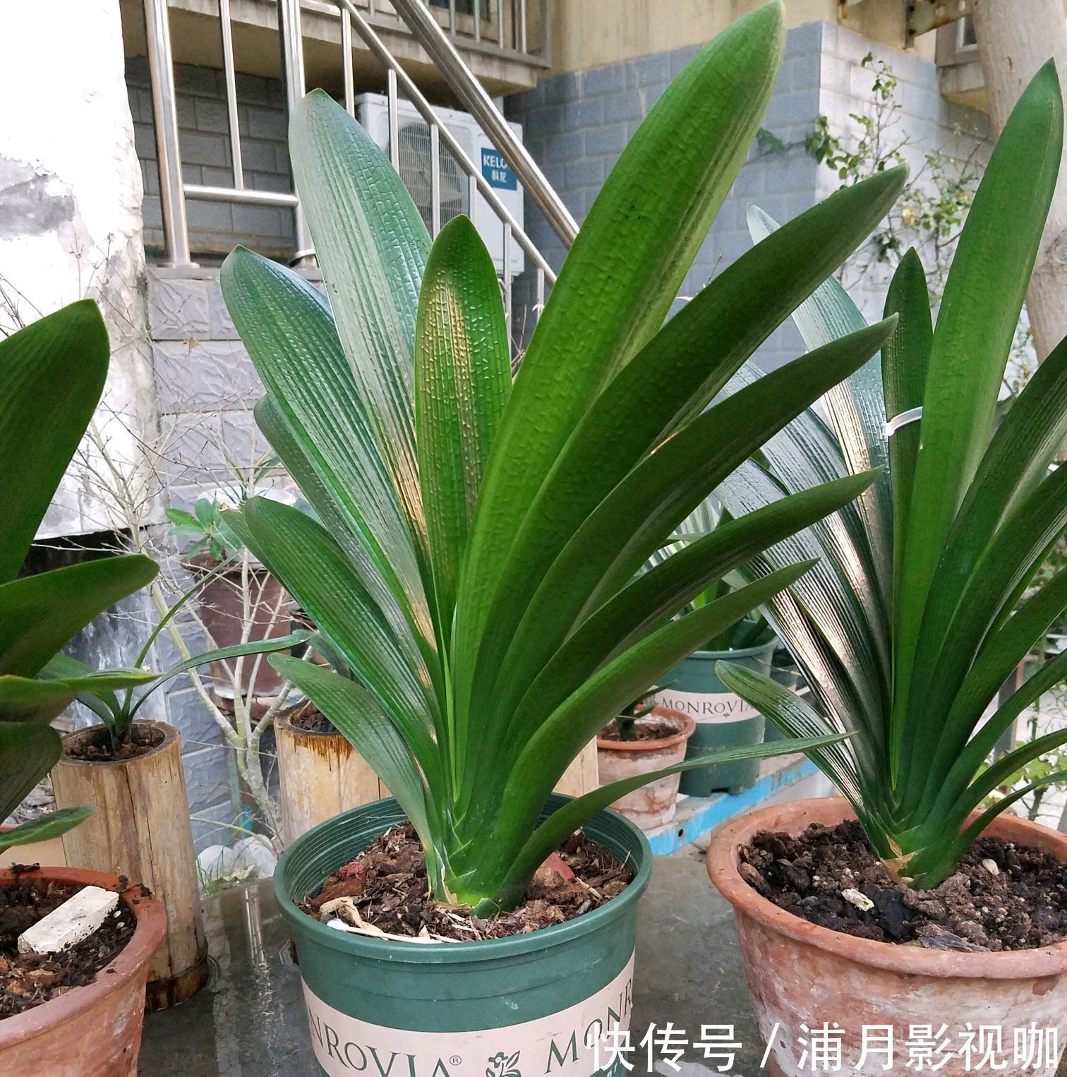 君子兰|君子兰叶片发黄乱糟糟只需换个位置，叶片绿油油，规律似蒲扇