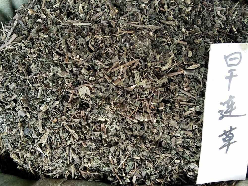 煮水|白头发别着急去染,常用此叶子煮水,坚持半月,白发慢慢变黑发