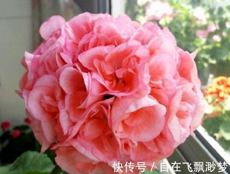 “4种花”懒人、新手都能养的好，一言不合就爆盆，你一定喜欢