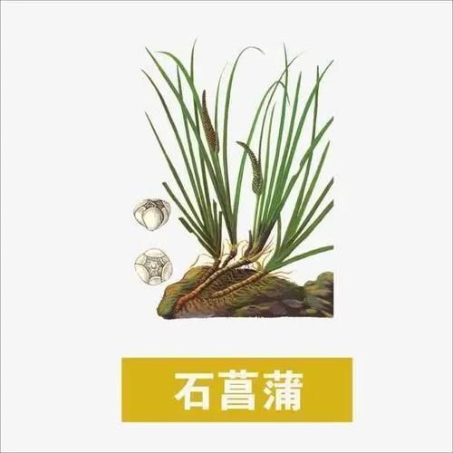 方子|治记忆力“越来越差”的小方子一味药，打破我对中医的疑虑