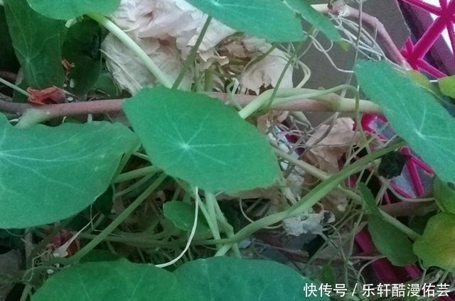 金丝荷叶花。不开花,看叶子也挺好看的