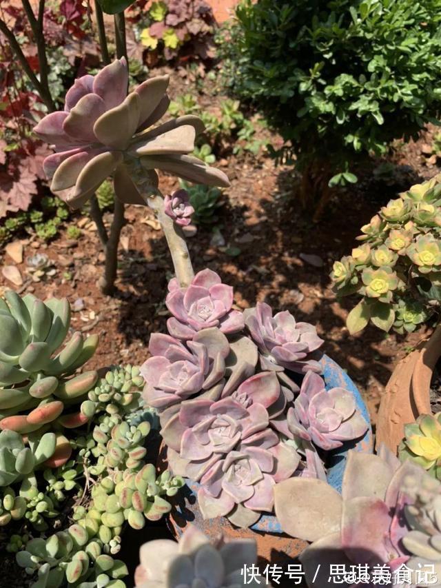 酥皮鸭|十几年的多肉“妖精”,自然老桩头,造型太美