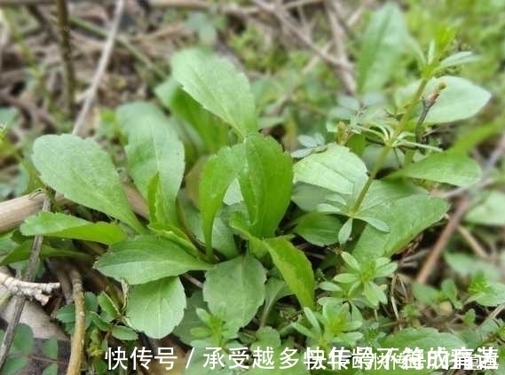 农村|农村路边的一种野菜，看着一点不起眼，但味道是很好吃的