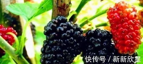 食物|女性要坚持吃3种食物，排毒养颜，延缓衰老，有益身体健康