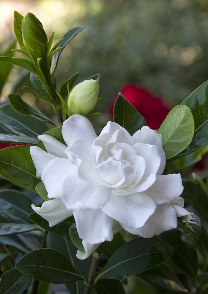 植株|栀子花好养吗?有方法就不难,现在教大家玩转