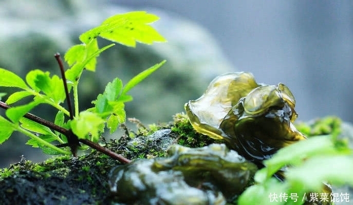 奇效|愛父母就給他們吃這種野菜,雖然難清洗但滋補有奇效,一斤30元