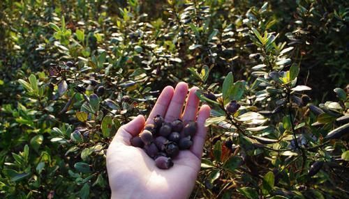 以前农村常见的野果，非常可口但不能吃太多，吃过的都知道后果