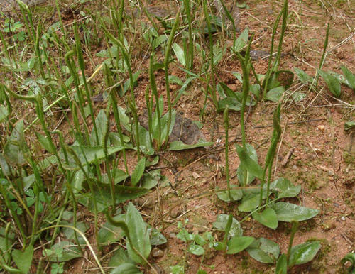 荒地|1种“野草”，长在路边一点不起眼，现在价值珍贵一斤200元