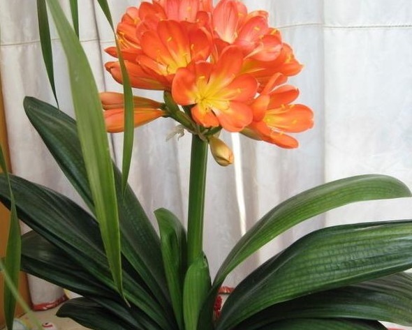 君子兰不花钱就能养仅用这“1妙招”,30天出一盆,赶紧看看!