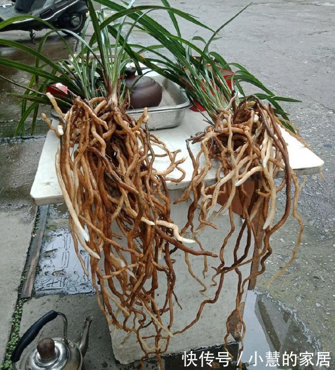 植料|喜欢养兰花，3件事抓紧做，再不做就有些晚了