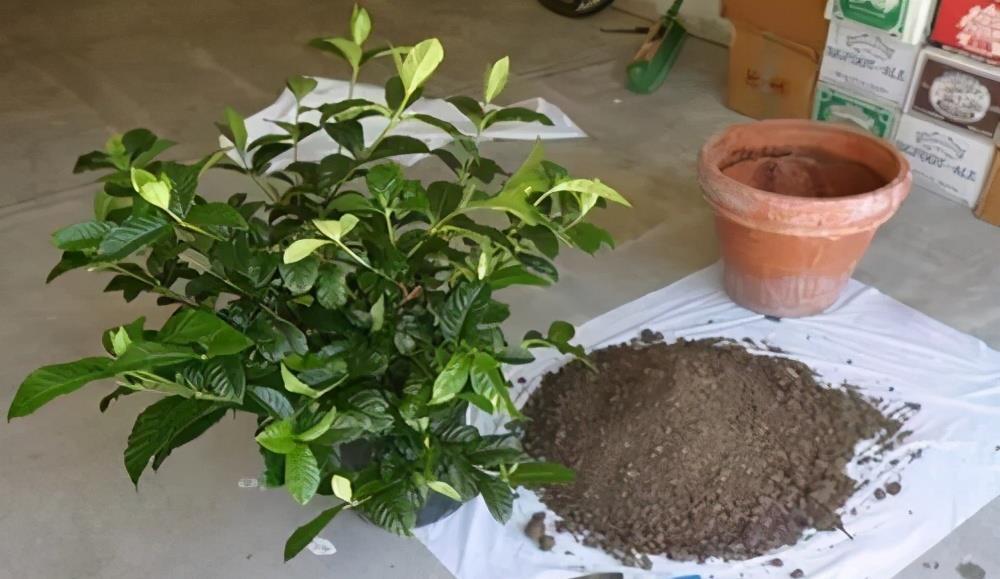 多肉植物|花店买花,避开4种花,里面“猫腻大”,买了难养活,白白浪费钱