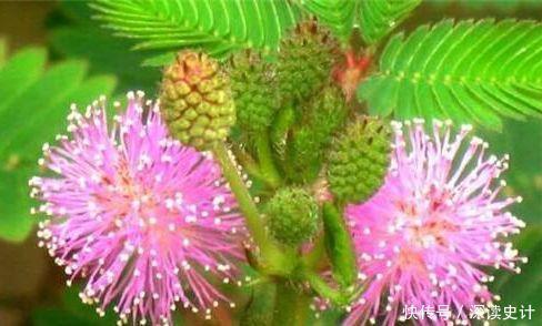 阳台|适合阳台养的4种花，周年开花，花多易爆盆