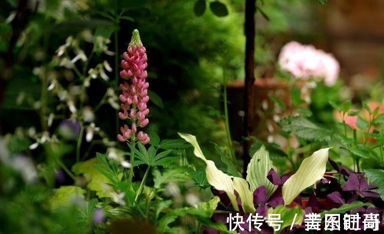 花园|荒废多年的80㎡小院,2年半时间打造成下沉式花园,太漂亮了!