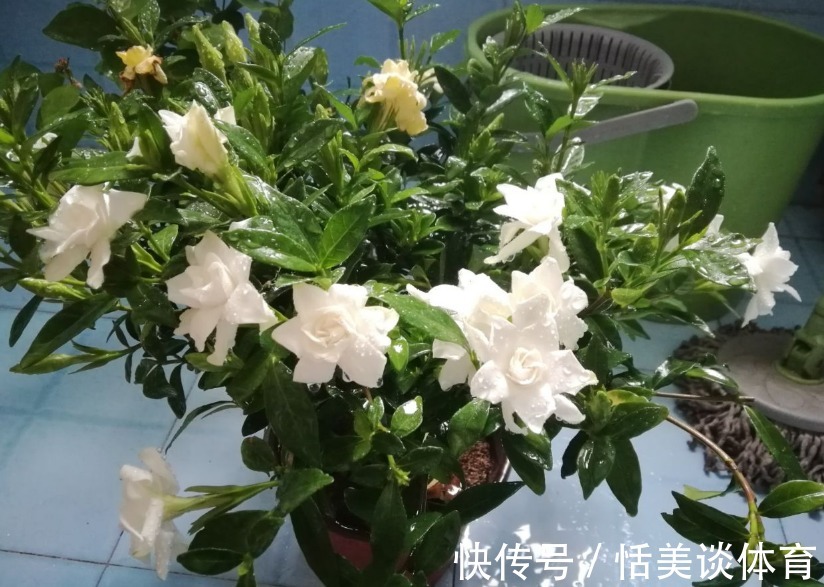 栀子花其实不难养,盆栽注意3点,叶子油绿开花勤