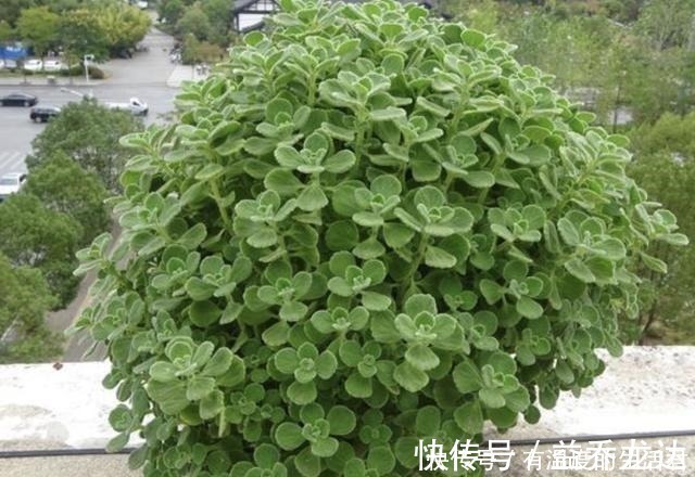 客厅异味重不用喷香水，放上“1种花”，一整年有“香气”，值！