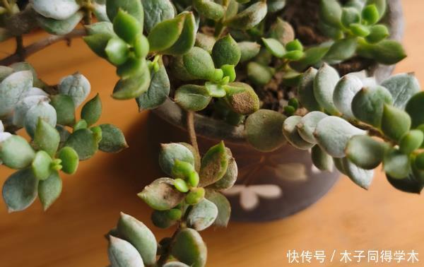 新人肉友慎入的这几款多肉，你了解多少，知道为什么吗？