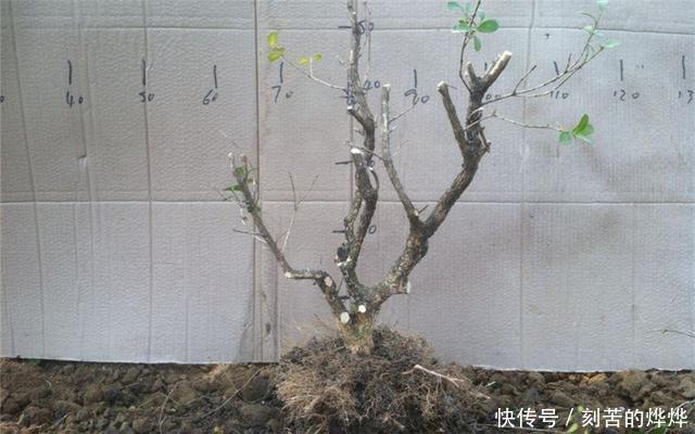 黄杨盆景姿态优美是如何制作的后期养护,盆景制作方法在这里