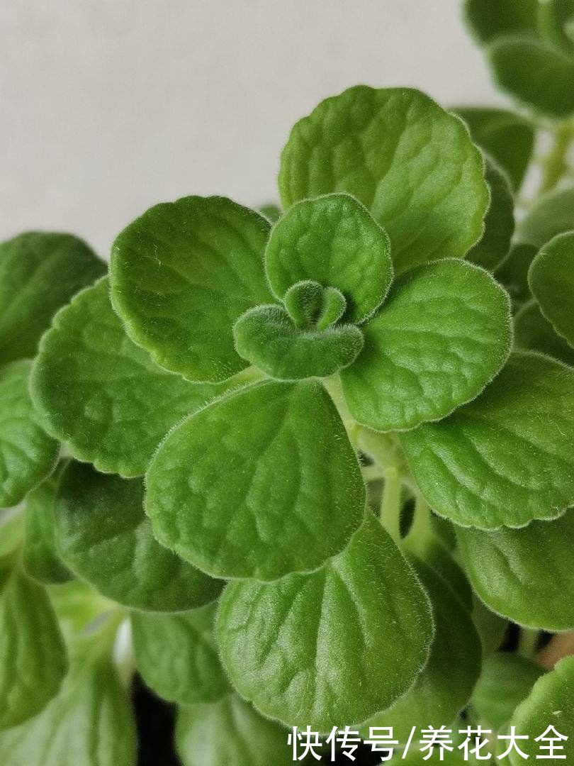 天气变热,4种花不适合淋雨,不然很快就死了