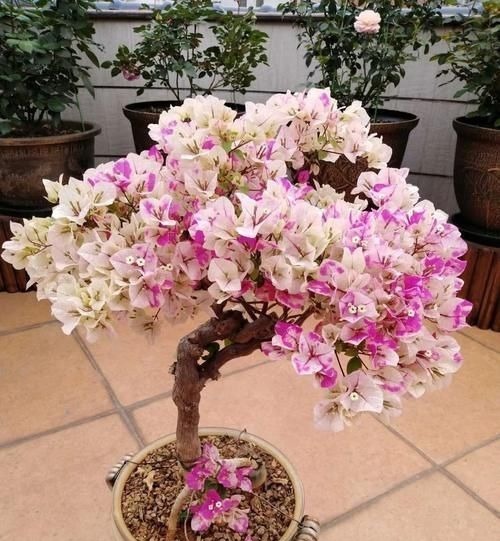 “最累”的8种花,花开连续几个月,一次开花几百朵!