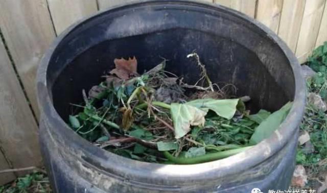 厨房这3样“小东西”,养花比肥好使,养啥爆啥!