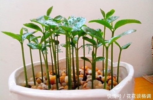 这几种水果吃完先别扔!放盆里泡7天就发芽,一个月左右美不胜收