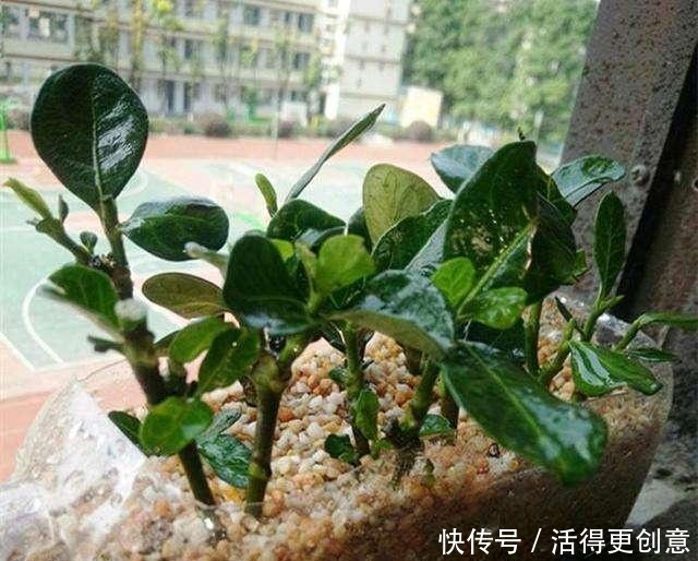 5种“酸性花”趁着春天快扦插,随便掐个枝,7天就生根,冒芽!