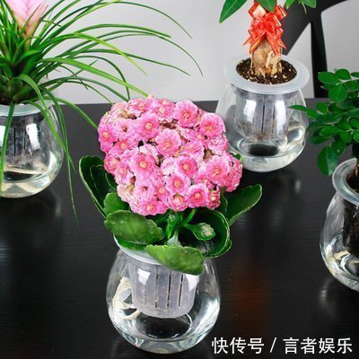 电视机|养长寿花,这三个位置就是“死亡之地”,放一盆死一盆