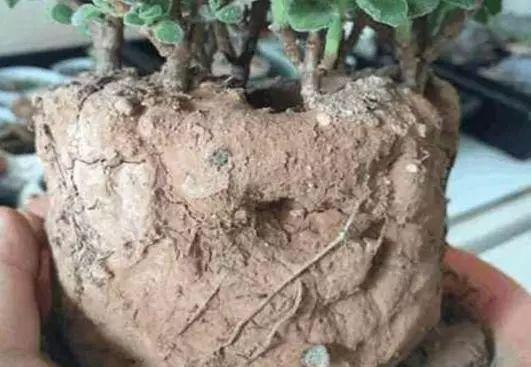 液体|养花的土太结实倒进去“1种”液体,5分钟后,土壤疏松又透气
