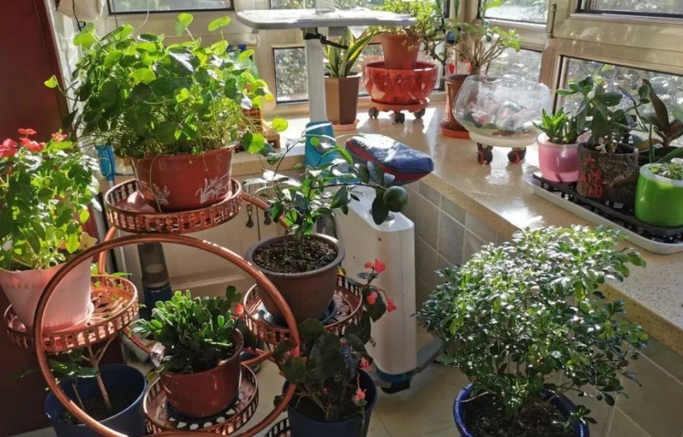 果皮|这种土是万能肥，养啥花都用得上，还不用操心烧根