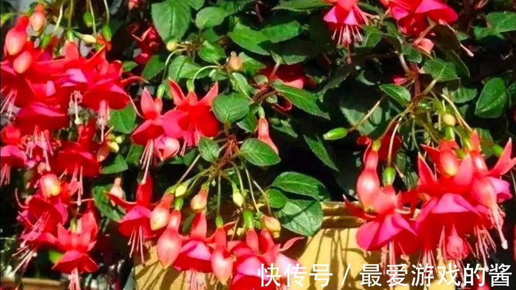 10大吉祥花,好养又高档,家里养一盆,有花有果招财又旺家