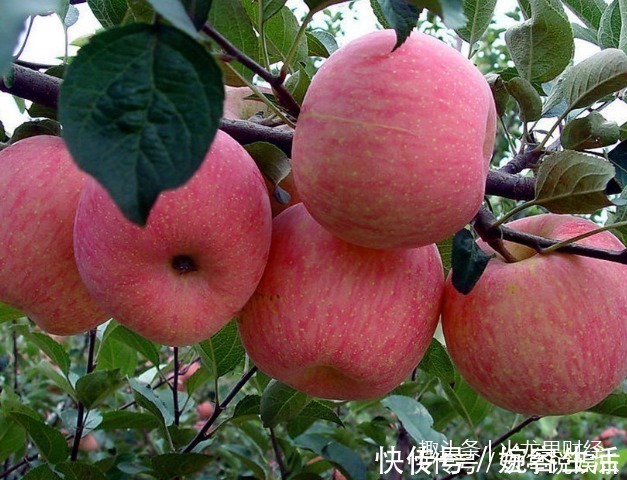 苹果|每天吃个苹果,能美容养颜、降血脂,养生专家建议3个时间吃最好