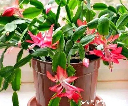 家养蟹爪兰摆放有讲究，学会这几个小技巧，轻松花开爆满盆
