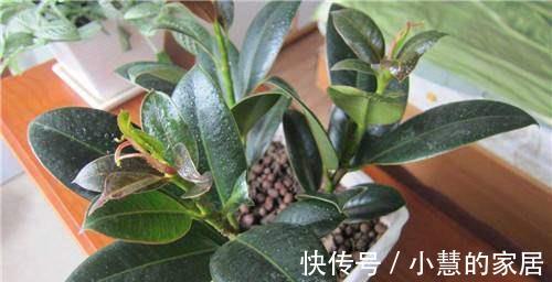 修剪|橡皮树越长越高怎么办,像这样修剪一下会长得更好哦