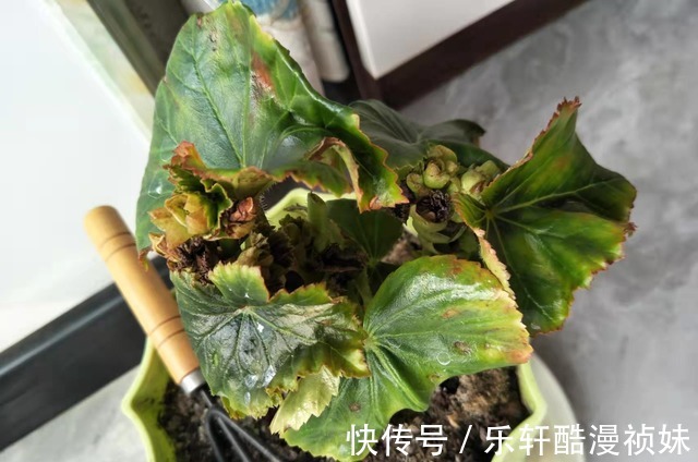 8种“洋气花”，天冷别喷水，不然黄叶、掉花苞，越养越难看