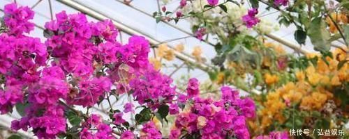 平时该如何管理三角梅多注意4点,株型美、开花多、身价高