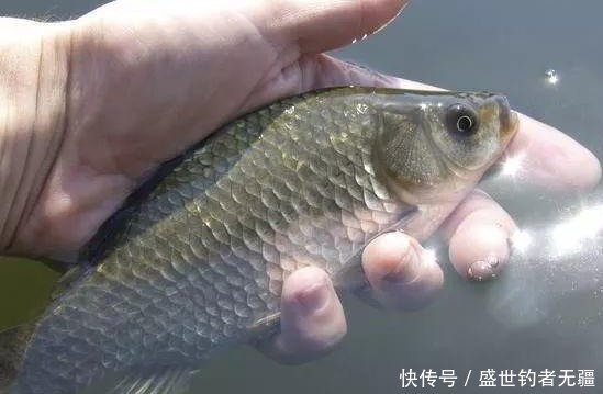 鱼不咬钩并不怕,只要记住这几条,变被动为主动——盛世三渔