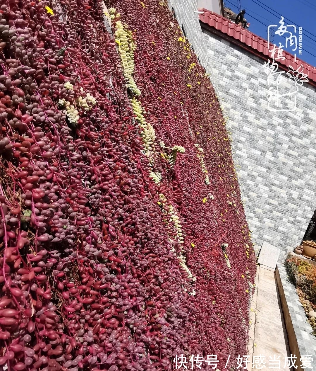 治愈之“肉”:愿所有的养肉人都被这些“胖子们”治愈