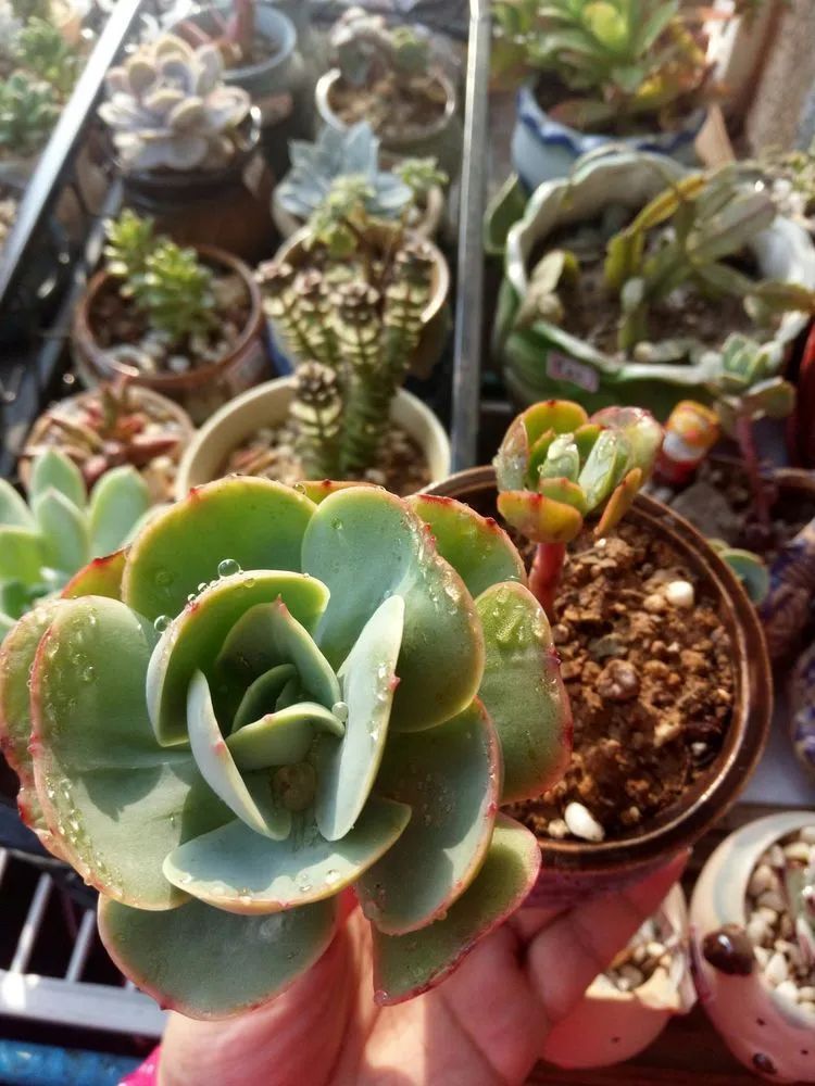 送瘟神,洒庭院,赏多肉,合家团聚话将来!