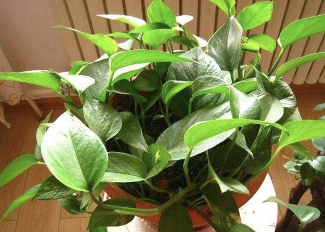 在家里养“绿萝”,3个“技巧”学好,6个月窜到1米长,繁殖20盆