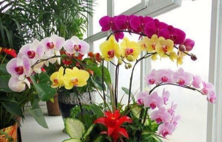 有钱人都养4种花，寓意好、观赏性强，养客厅旺财又养人！