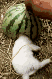 |搞笑GIF:当时妹子就急哭了 再也不穿裙子玩单杠了