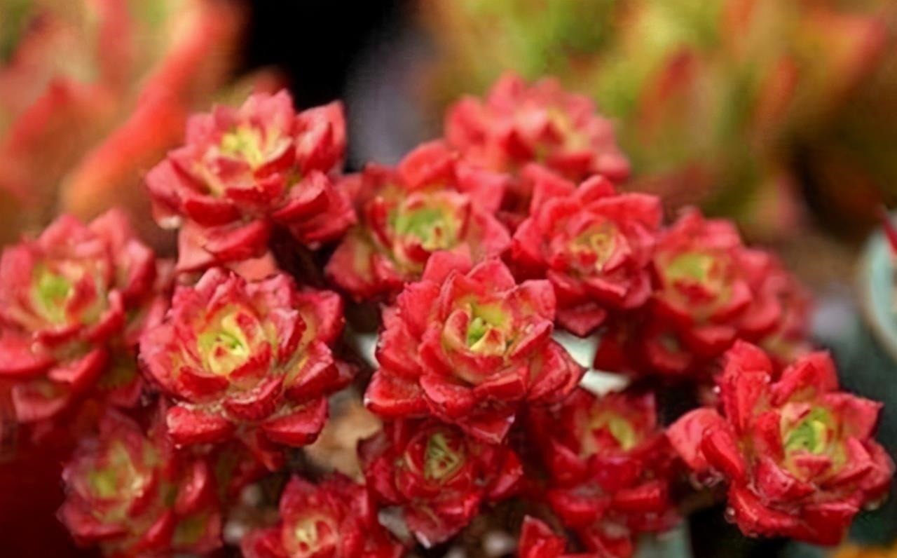 多肉有“三怕”,入冬养护要避开,猛蹿芽冒新根,憋成群生肉墩子