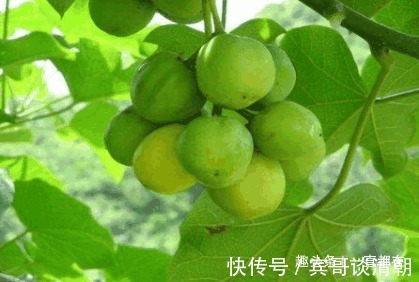 高血压|秋季多吃一点野菜，有治疗心脏病、高血压、血管硬化以及抗癌作用