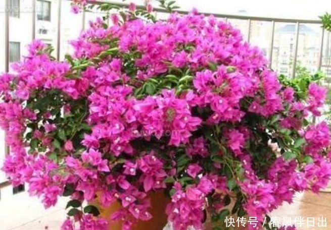 4种花就适合现在养，花朵多、花期长，新手懒人都养得好！