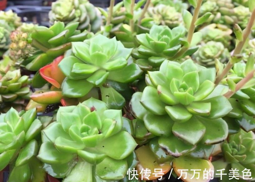 要点|多肉蒂亚叶子“常青”该怎么办？满足3点，立马上色成艳丽的红