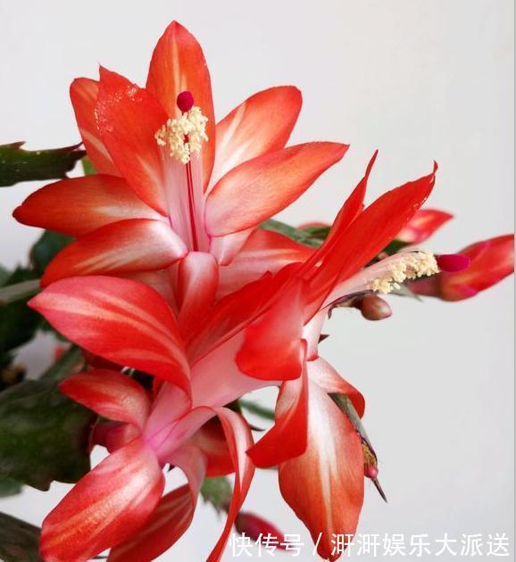 蟹爪兰|蟹爪兰度夏并不难,只需掌握“几要点”,叶片不瘦弱,花期又爆盆