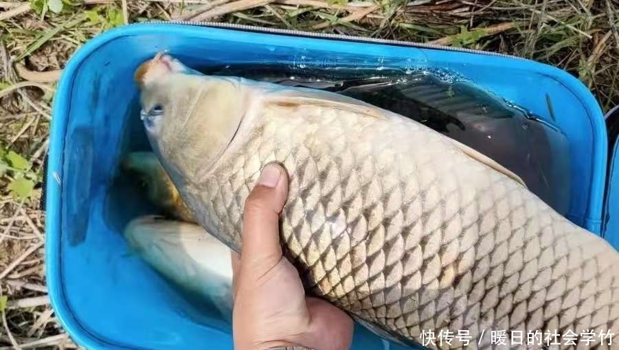 动物蛋白|鲤鱼越大越难钓，没料想我用这三招，上鱼率不是一般的高！莫忽视