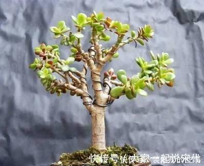 植株|马齿笕树养5年，变成老桩盆景很值钱，做5步就实现