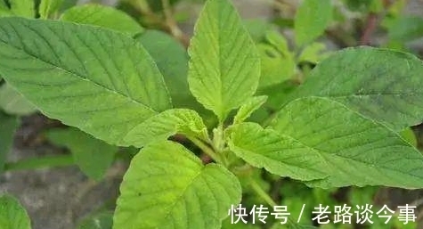 城里人|你说气人不？让城里人羡慕不已的野菜，在农村则可以就地取材
