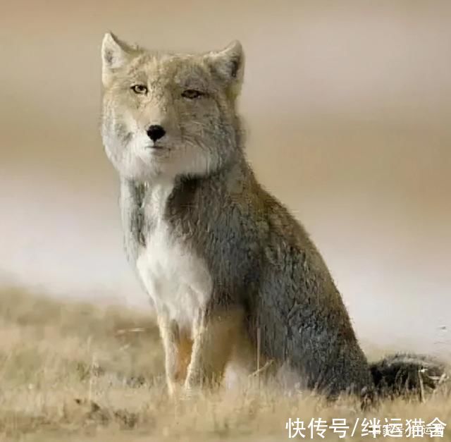 博物君|无穷小亮藏狐推荐儿童书籍《海错图笔记(青少版)》儿童读物推荐